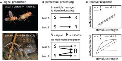 Toward Testing for Multimodal Perception of Mating Signals